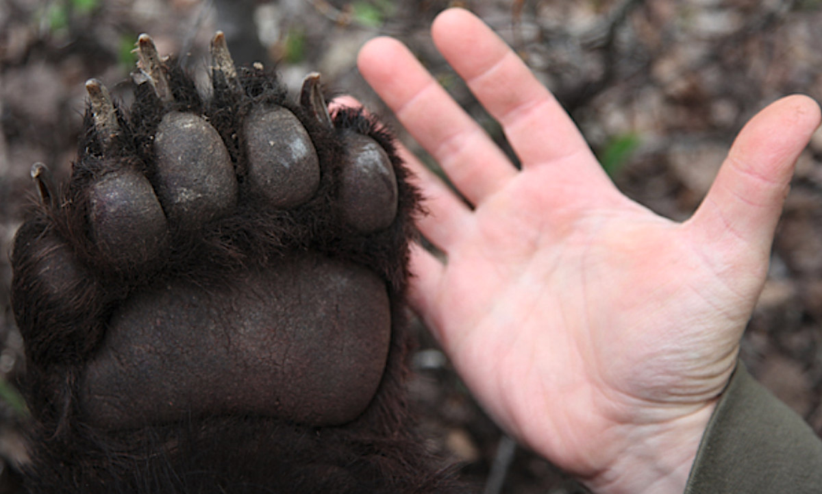 Best Spring Black Bear Hunts